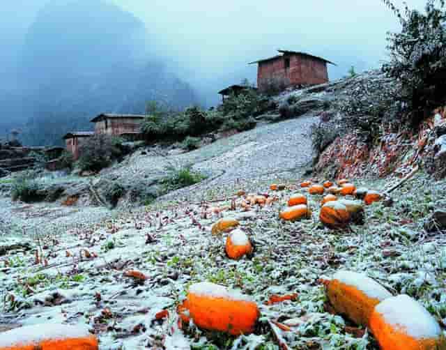 袖虎病猫攻略：猫咪感冒怎么办