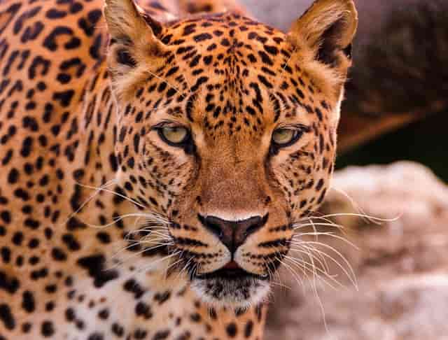 茂名市新冠疫苗接种情况(茂名市人民医院新冠疫苗接种)