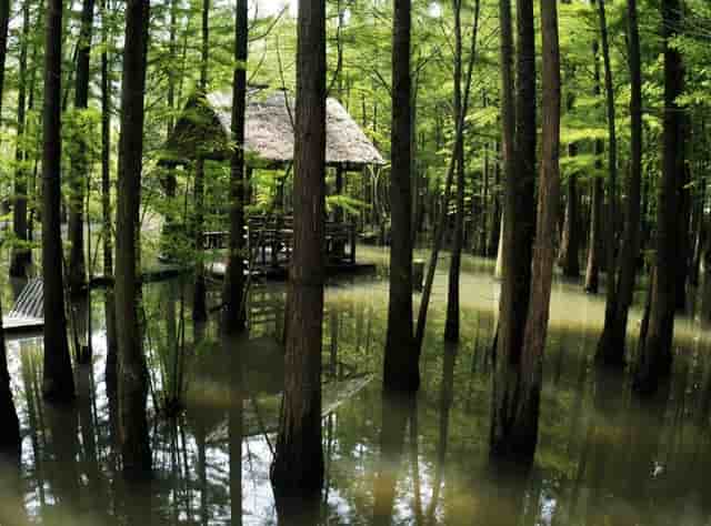 袖虎病猫攻略：泪痕重的就是病猫吗？