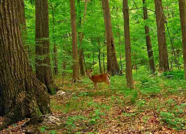 袖虎警告：这样洗澡会死猫！