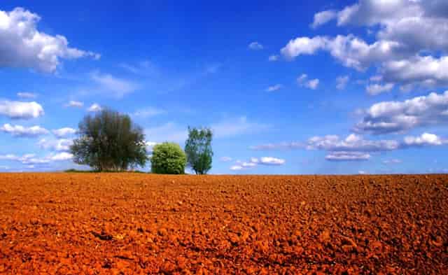 袖虎揭秘：病猫病狗也可能是过敏？怎么办？