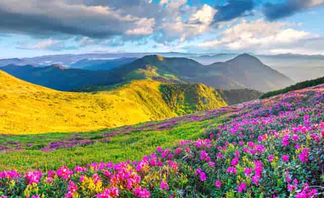 袖虎病狗攻略：狗的几种常见皮肤病，你都知道吗？