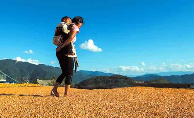 袖虎病猫攻略：小心换粮会软便！