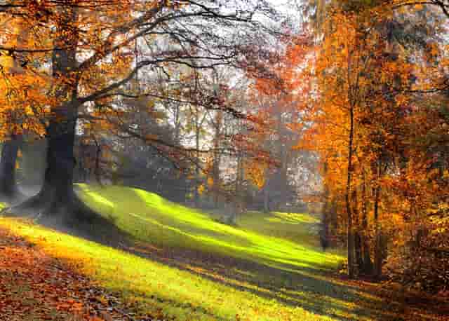 袖虎病猫攻略：猫咪发情原因