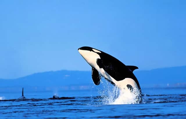 过去的公司股票