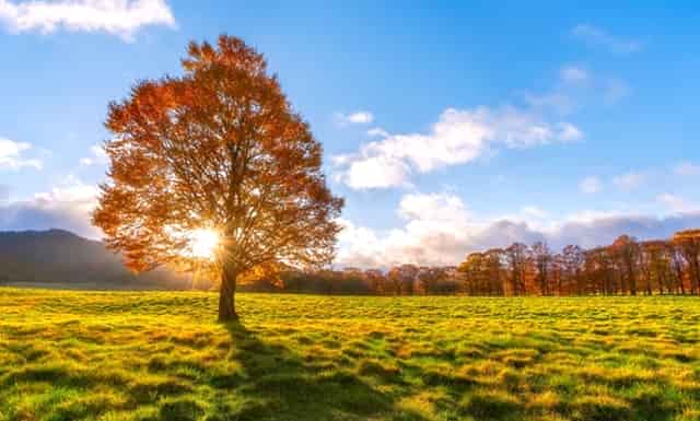 袖虎病狗攻略：狗瘟的症状你了解吗？