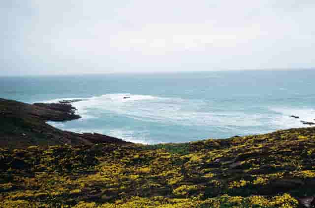 袖虎病狗攻略：狗狗白内障的三大症状？