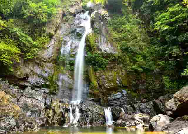 袖虎病猫攻略：猫咪多囊肾是什么