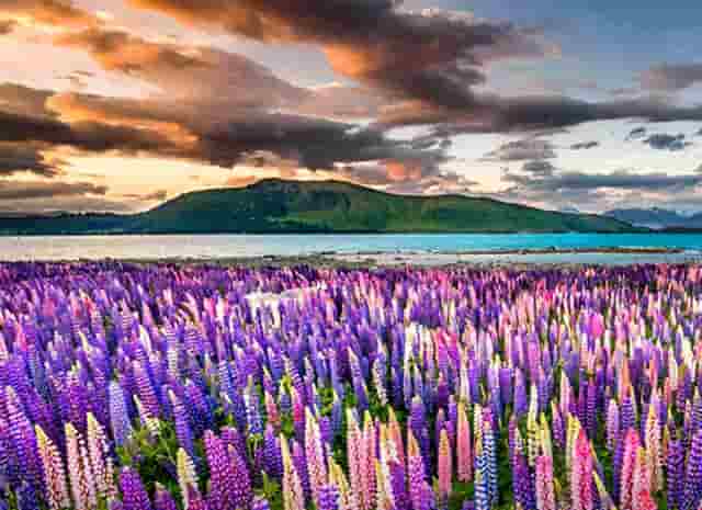 袖虎病狗攻略：狗怎么会瘸？