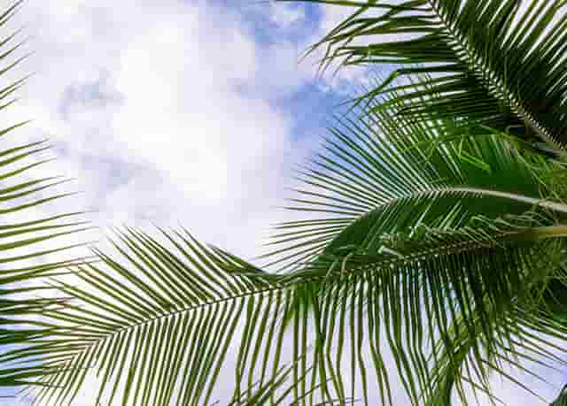 理想是第二个蔚来吗