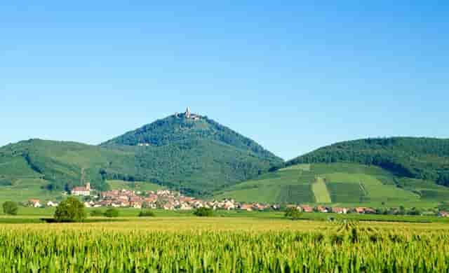 袖虎宠物解谜：猫咪的无精打采掩盖了什么问题？