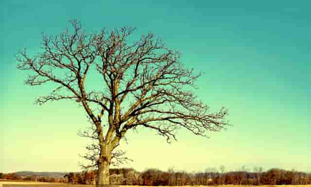 哪些食物含有多纤维（分享十六种含有食物富含膳食纤维）